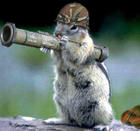 Army_squirrel