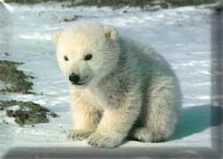 Babypolarbear